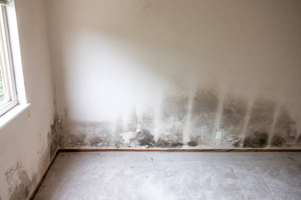 Mold Remediation for Vacation Homes in Goldstream, AK